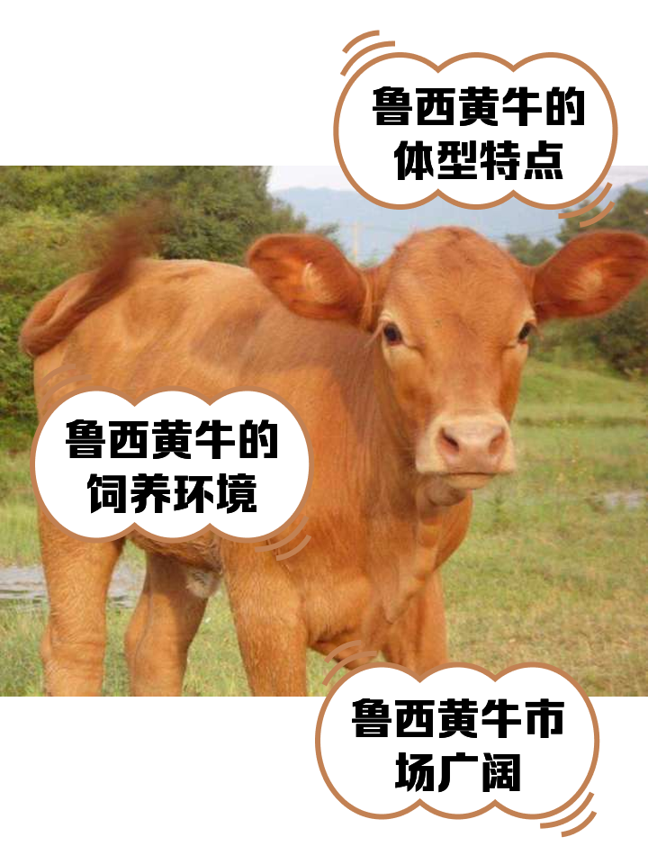 安宁最新医保取现黄牛方法分析(最方便真实的安宁医保取现黄牛怎么取方法)